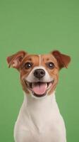 Happy Jack Russell Terrier Dog Smiling Against Green Background for Joyful Pet Portrait Photography and Design photo
