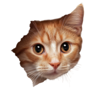 Curious Cat Peeking Through Hole on transparent background. png