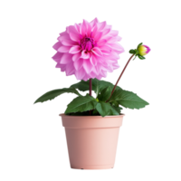 dália flor dentro branco Panela em transparente fundo. png