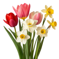 primavera bulbi tulipani e giunchiglie su trasparente sfondo. png