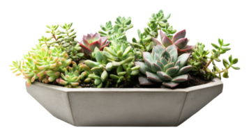 A vibrant arrangement of assorted succulents in a chic hexagonal planter showcasing their unique textures and colors. png