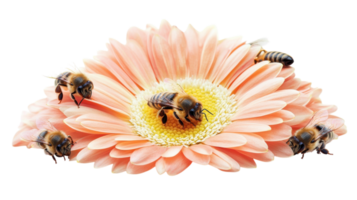 Bees collecting nectar from a pink gerbera daisy in a natural garden setting during a sunny day in spring. png