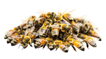 A close-up view of a swarm of bees gathered together on a transparent background, showcasing their vibrant colors and intricate details. png