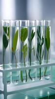 Test Tubes with Plants Test tubes with plants suspended in liquid in biotechnology lab Vertical Mobile Wallpaper photo