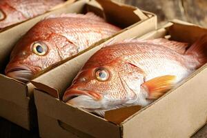 Fresh red snappers packed in cardboard boxes for delivery photo