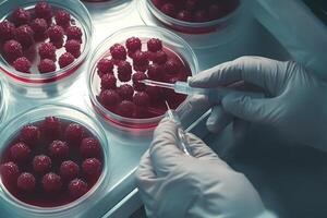 Scientist injecting liquid into raspberries in petri dish for food analysis photo