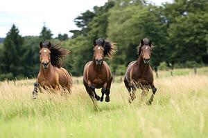 Three brown horses running in a green field photo