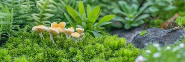 Cluster of yellow mushrooms in lush green moss and foliage in garden setting photo