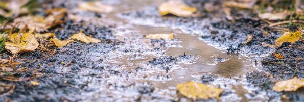 Fallen autumn leaves on wet muddy ground after rain highlighting seasonal transition photo