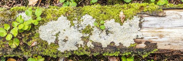 Close-up of lichen and moss on fallen tree in forest environment photo