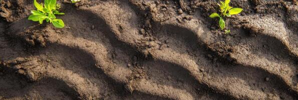 Close-up of fresh green seedlings emerging from rows of rich soil in spring garden photo
