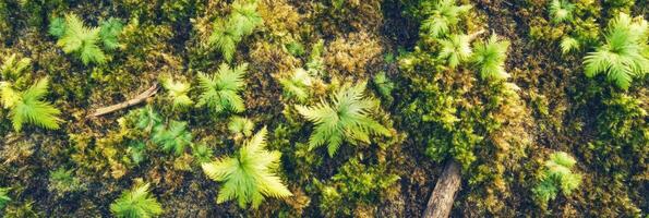 Lush green foliage and mossy forest floor captured from above photo