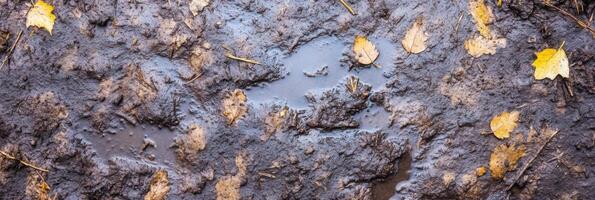Wet muddy ground with fallen leaves and natural texture of soil after rain photo