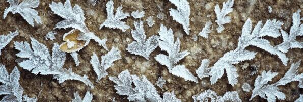 Frost-covered leaves on the ground creating a natural winter pattern photo