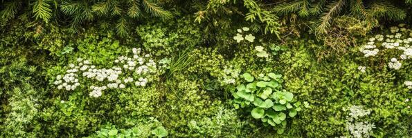 Lush green forest ground with moss and wild plants overhead view photo