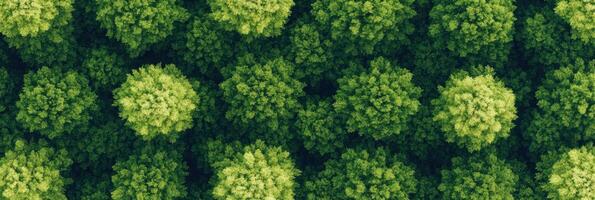 Aerial view of lush green tree canopy in forest landscape from above photo
