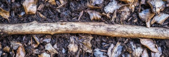 Fallen dry leaf mulch with weathered stick on earthy forest floor photo