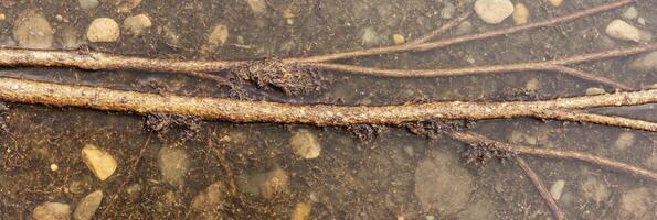 Submerged tree roots and stones in clear shallow water capturing natural texture photo