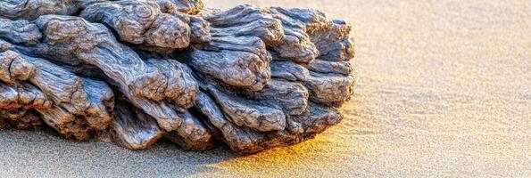 Weathered driftwood on sandy beach capturing natural coastal erosion patterns photo