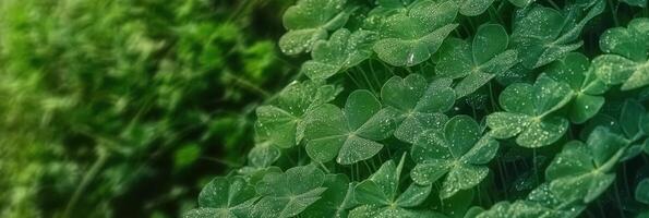 Close-up of dew-covered clover leaves creating a lush green pattern photo