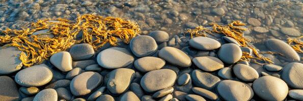 Smooth pebbles and seaweed on coastal shoreline at low tide photo