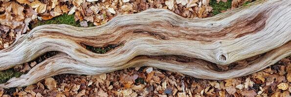 Weathered driftwood surrounded by autumn leaves in a forest setting photo