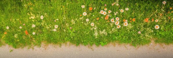 Vibrant wildflowers blooming along a sunny pathway in summer meadow photo