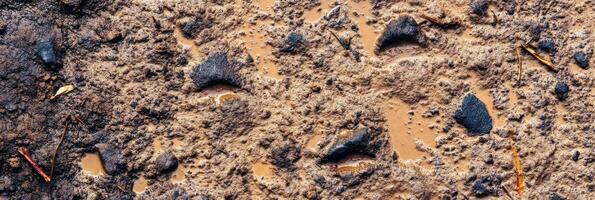 Close-up view of muddy ground surface with footprints and debris after rainfall photo