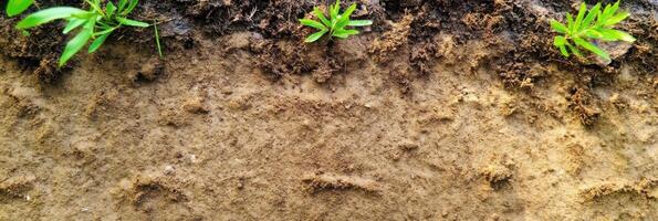 Close-up of soil surface with fresh green sprouts emerging from earth photo