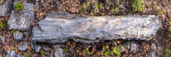 Weathered tree trunk amidst forest floor with fallen leaves and moss photo