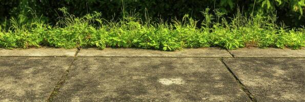 Green weeds growing on weathered concrete pavement near lush greenery photo