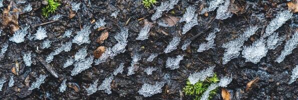 Textured earth with melting snow and emerging greenery in early spring photo