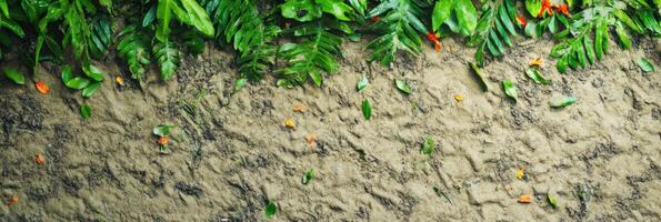 Tropical plant foliage and sand background with fallen leaves concept photo
