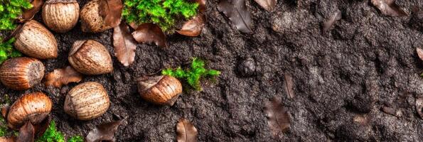 Acorns and earth natural forest floor composition with green moss and leaves photo