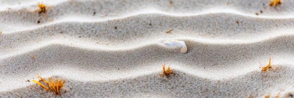 Shell hidden among ripples of sand dunes with sparse grass in desert landscape photo