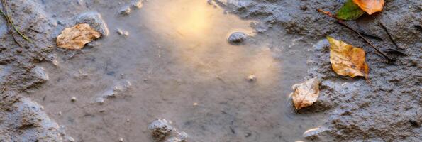 Autumn leaves on wet soil with reflective puddle element of nature concept photo