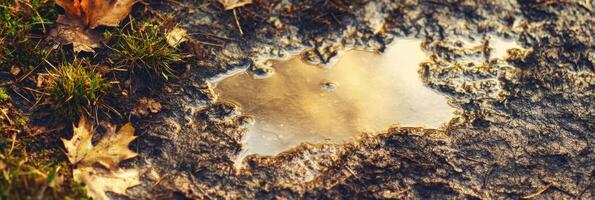 Autumn leaves surrounding reflective mud puddle in forest ground photo