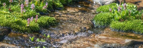 Clear stream flowing through lush green moss and flowering plants photo