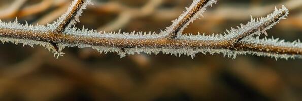 Close-up of frost-covered tree branch capturing winter's intricate patterns photo