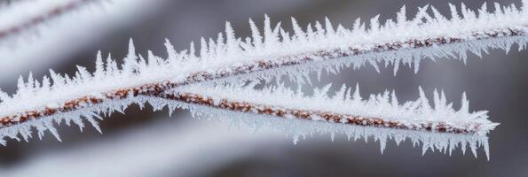 Branches covered in frosted ice crystals capturing winter's intricate beauty photo