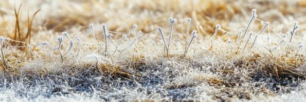 Frost-covered grass blades in winter morning with dew scattering sparks of light photo
