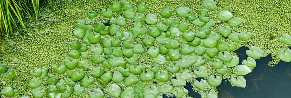 lozano verde lirio almohadillas y acuático vegetación cubrir un tranquilo estanque superficie foto