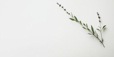 Minimalist lavender sprig on white background reflecting simplicity and calmness photo