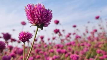 macro fireworks flowers in shades of pink and purple, blooming in layers with numerous petals and yellow stamens flowers stand out in the natural garden swaying in the wind sky and clouds background video