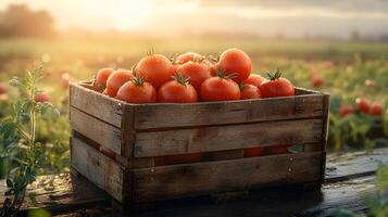Ripe tomatoes nestle in wooden crate with farm field backdrop, showcasing vibrant red colors and morning dew drops in golden hour lighting with rustic wooden textures. hour photo