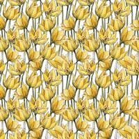 Seamless pattern with yellow tulips on a white background. Watercolor floral tulip texture. Seamless colorful spring pattern. vector
