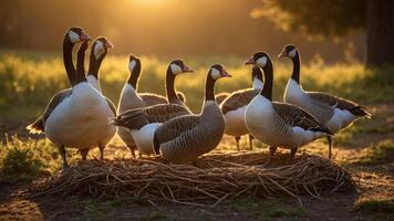 A group of geese gathered around a nest during sunset, creating a serene natural scene. photo
