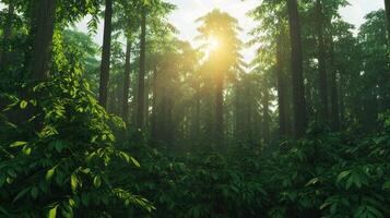 Serene Sunlight Filtering Through Lush Green Forest Canopy Tall Trees Nature Background photo