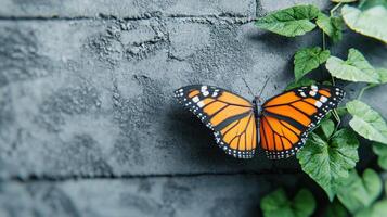 Monarch Butterfly on Grey Brick Wall with Lush Green Vines photo