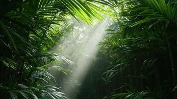 Lush Tropical Jungle Canopy with Sunbeams Illuminating Dense Foliage photo